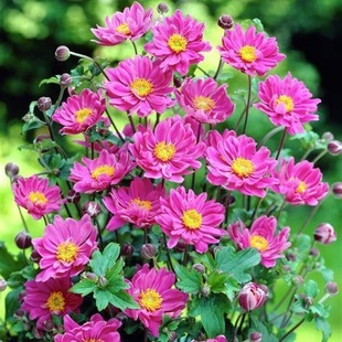 鲁庭院小花匠*重瓣银莲花“帕米娜”耐寒多年生*低维护*野棉花