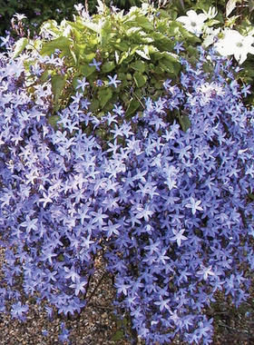 鲁庭院小花匠*垂吊风铃草“蓝色溪流”耐寒多年生*耐热花量大