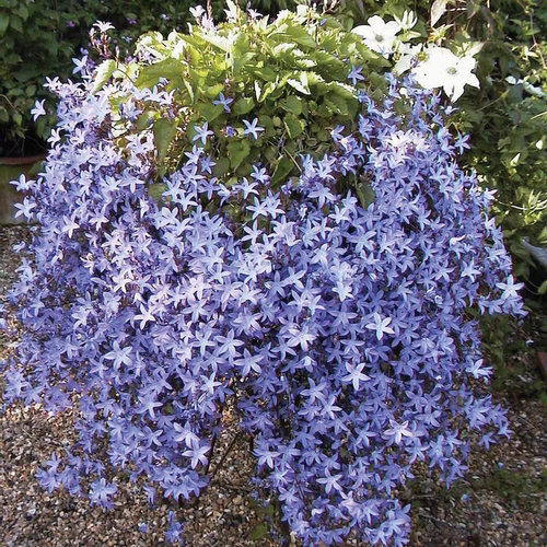 鲁庭院小花匠*垂吊风铃草“蓝色溪流”耐寒多年生*耐热花量大