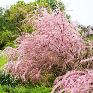 鲁庭院小花匠*多枝柽柳“粉色瀑布”耐寒多年生*低维护花量大