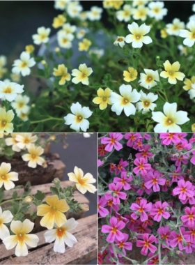 鲁庭院小花匠*雨地花“黄色/玫红”半耐寒多年生*花期长花量大