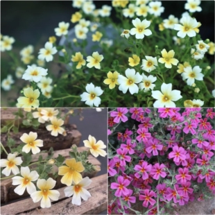 浙庭院小花匠*雨地花“黄色/玫红”半耐寒多年生*花期长花量大