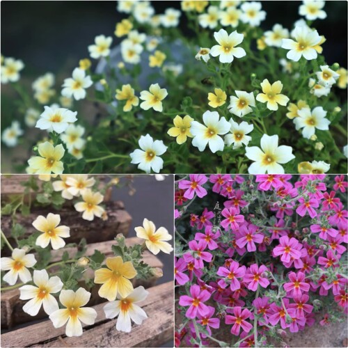 鲁庭院小花匠*雨地花“黄色/玫红”半耐寒多年生*花期长花量大