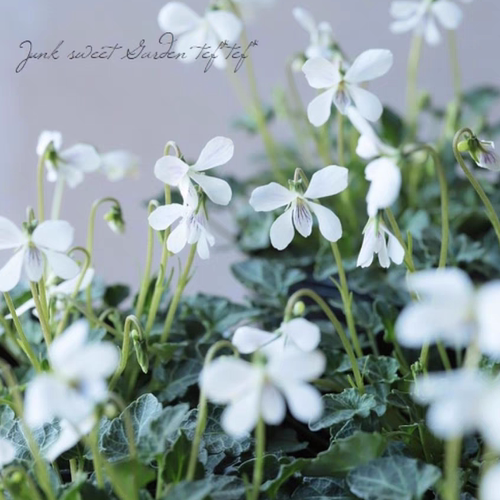 鲁庭院小花匠*八重山屋久岛堇*耐寒多年生*花期长迷你*钻石叶姬堇