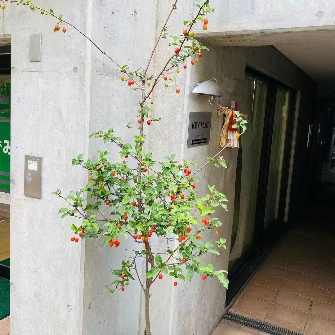 浙庭院小花匠*大果胡颓子/羊奶果“阿克尔”耐寒多年生可食花芳香