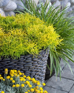 鲁庭院小花匠*金叶银香菊“柠檬汽水”半耐寒多年生*芳香薰衣草棉