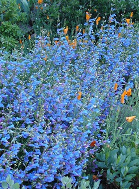 鲁庭院小花匠*异叶吊钟柳“电蓝”耐寒多年生*蓝紫色系*蜜源植物