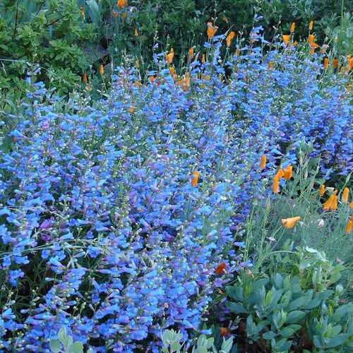 鲁庭院小花匠*异叶吊钟柳“电蓝”耐寒多年生*蓝紫色系*蜜源植物