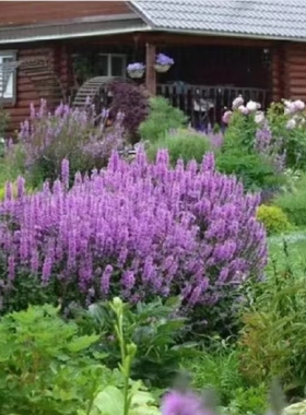 浙庭院小花匠*密花千屈菜“罗伯特”*耐寒多年生*耐热可水生*线条