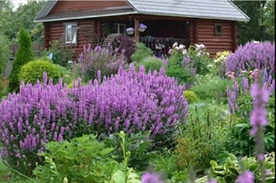 浙庭院小花匠*密花千屈菜“罗伯特”*耐寒多年生*耐热可水生*线条