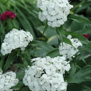 鲁庭院小花匠*白花须苞石竹“阿尔巴”耐寒多年生*低维护宿根植物