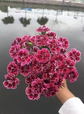 浙庭院小花匠*石竹“王朝”耐寒多年生*重瓣*耐热品种花期长*切花