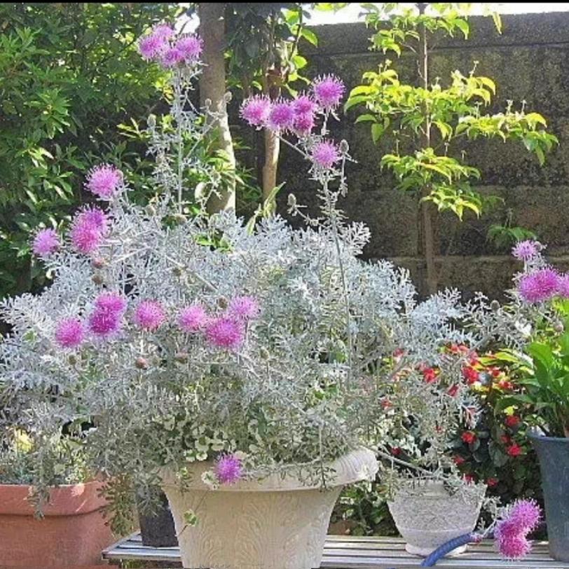 银叶粉花观花观叶植物