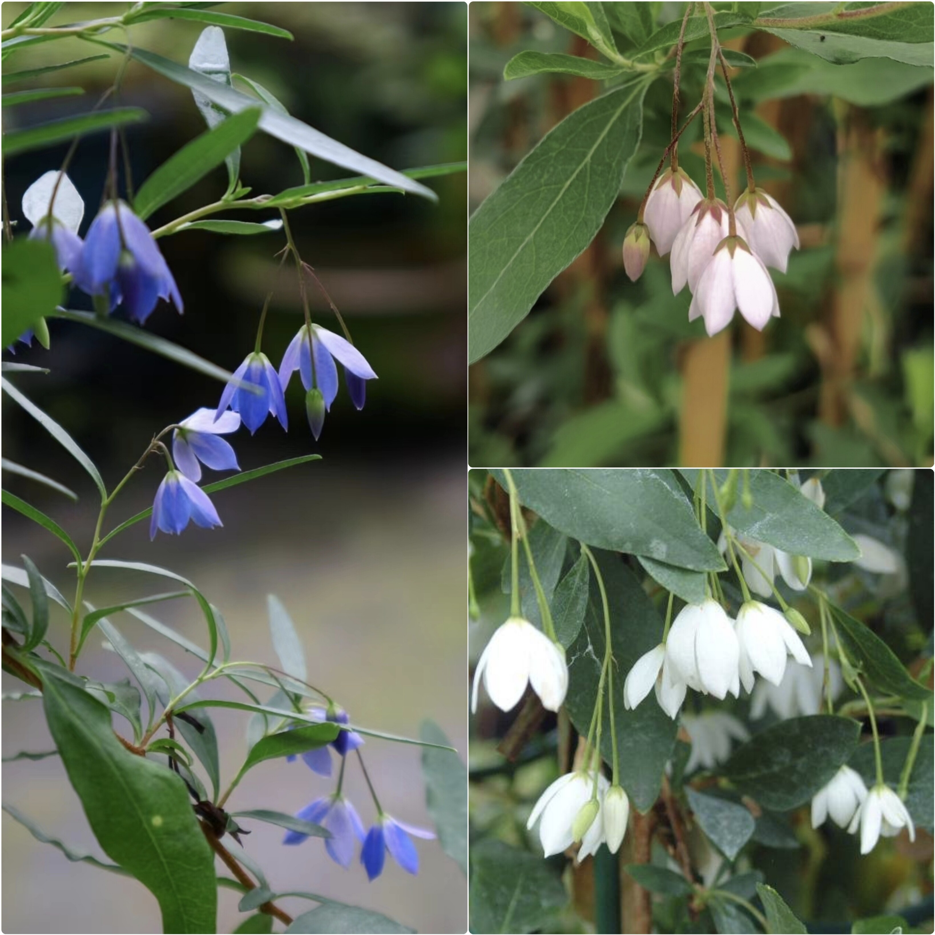 鲁庭院小花匠*澳洲蓝铃花*半耐寒多年生*小铃铛花期长*可藤可灌