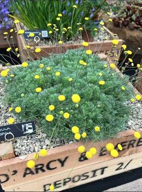 鲁庭院小花匠*硬毛山芫荽“糖果灯球花”耐寒多年生*迷你小盆栽