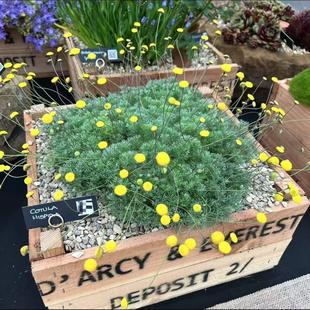 鲁庭院小花匠*硬毛山芫荽“糖果灯球花”耐寒多年生*迷你小盆栽