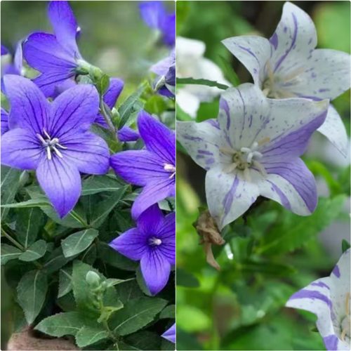 浙庭院小花匠*矮生桔梗“蓝色/条纹”耐寒多年生*耐热低维护宿根