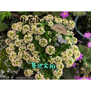 鲁庭院小花匠*浅杏色香雪球*半耐寒多年生*匍匐寄植组盆*花量大