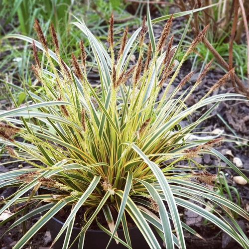 鲁庭院小花匠*苔草“永恒光辉”耐寒多年生*观赏草*线条*组盆田园