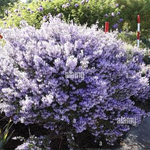 鲁庭院小花匠*细叶澳洲薄荷木*半耐寒多年生*淡蓝紫花灌木*耐热