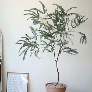 浙庭院小花匠*刀叶金合欢*半耐寒多年生*花叶共赏灌木*耐热ins风