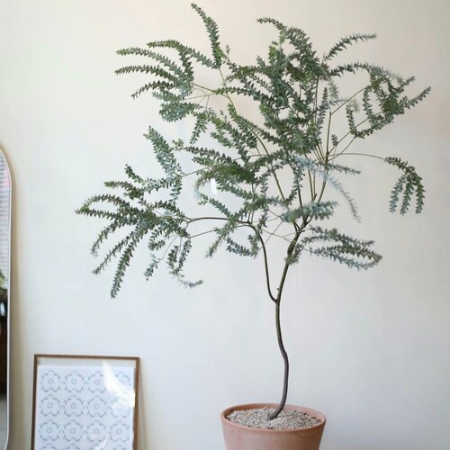 浙庭院小花匠*刀叶金合欢*半耐寒多年生*花叶共赏灌木*耐热ins风