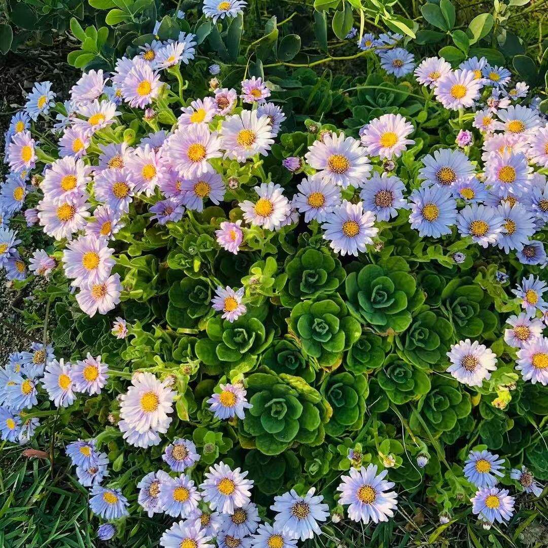 鲁庭院小花匠*达摩菊/海菊/匙叶紫菀*半耐寒多年生*花叶共赏原生图片