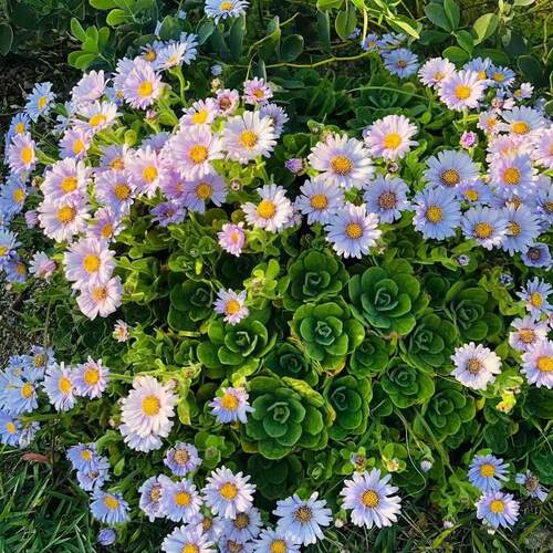 鲁庭院小花匠*达摩菊/海菊/匙叶紫菀*半耐寒多年生*花叶共赏原生