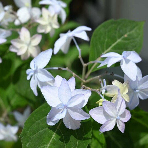 鲁庭院小花匠*山绣球“东云”耐寒多年生*长势弱小型耐阴*适阳台,鲜花速递/花卉仿真/绿植园艺,绣球/木绣球/木本植物,淘宝优惠券,粉丝福利购,淘宝优惠卷