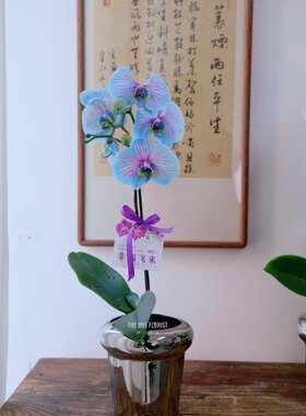 稀少品种鸡尾酒蝴蝶兰马卡龙蝴蝶兰盆栽年宵花北京同城花店