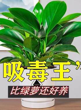 吸烟草二手烟除烟味植物静化净化空气的花去吸收烟味的植物盆栽