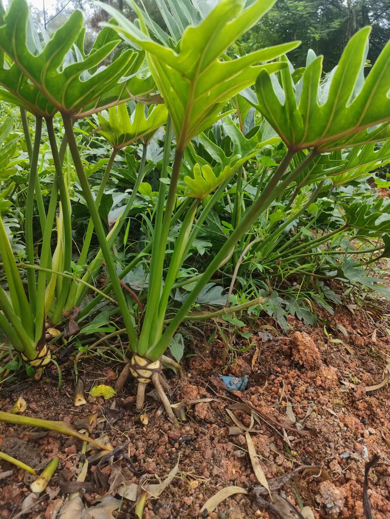 龙鳞小天使植物盆栽室内老桩春羽龟背竹大绿植室内水培观叶阴植物