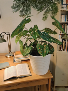 佛罗里达小丑彩叶芋水培室内绿植盆栽客厅书房桌面装饰植物净化空