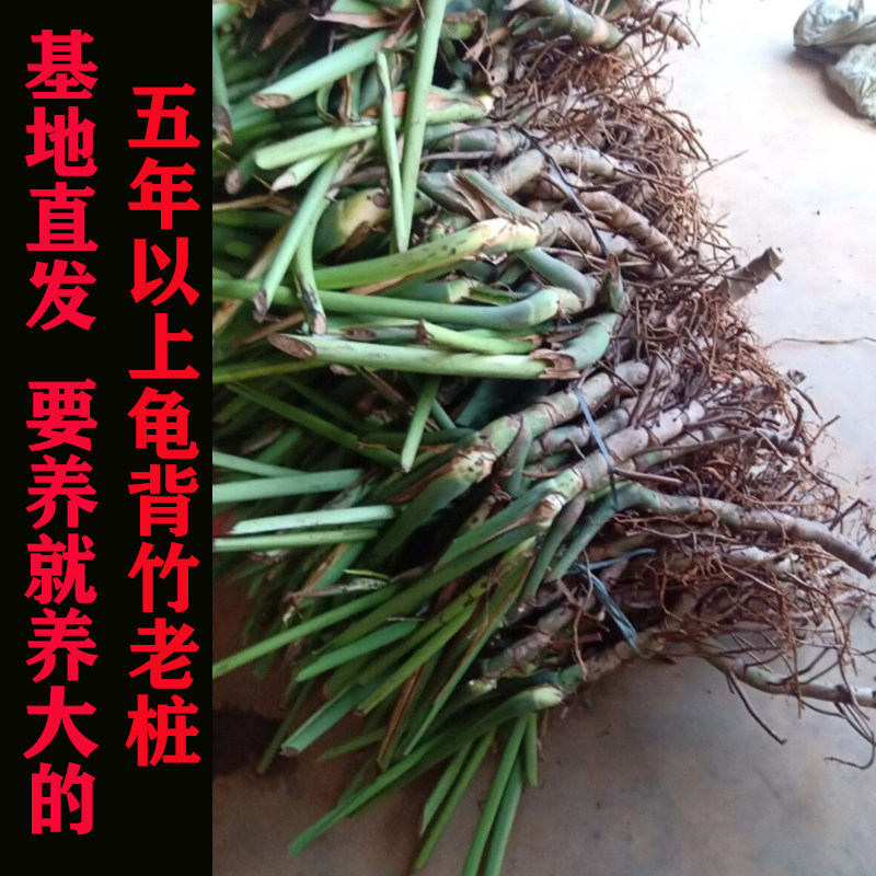 5年大型龟背竹春羽龙鳞老桩小天使春雨盆栽室内净化花卉盆景水培