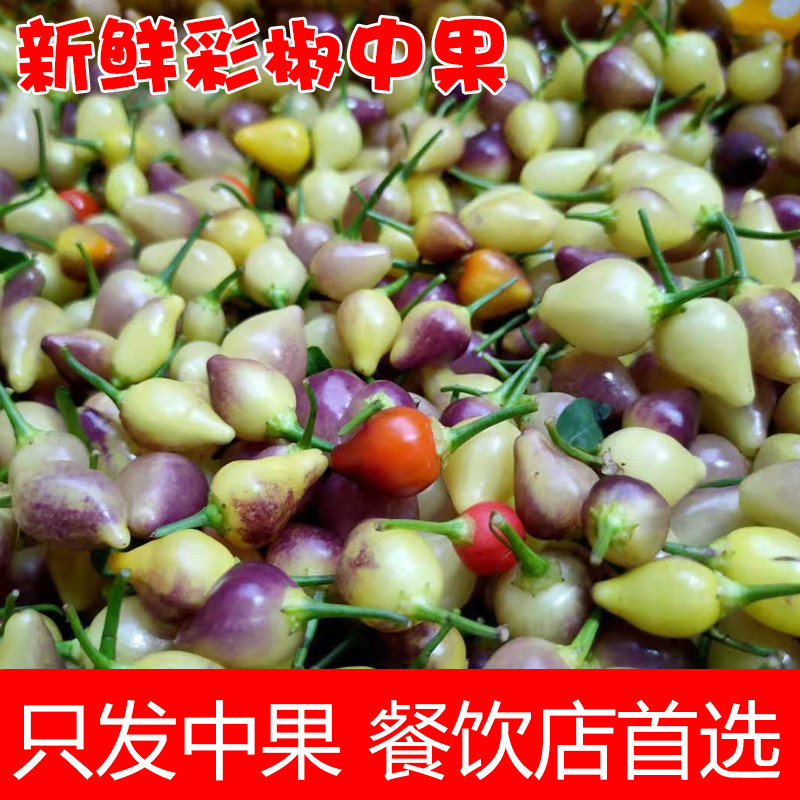 广西特产新鲜七彩辣椒现摘五色椒小辣椒灯笼椒农家自种中果现货