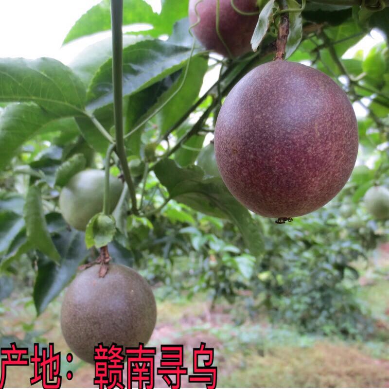 满5元可用1元优惠券新鲜包邮现摘甜5斤孕妇现季百香果