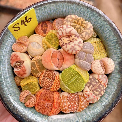 玉风铃价格 玉风铃图片 星期三