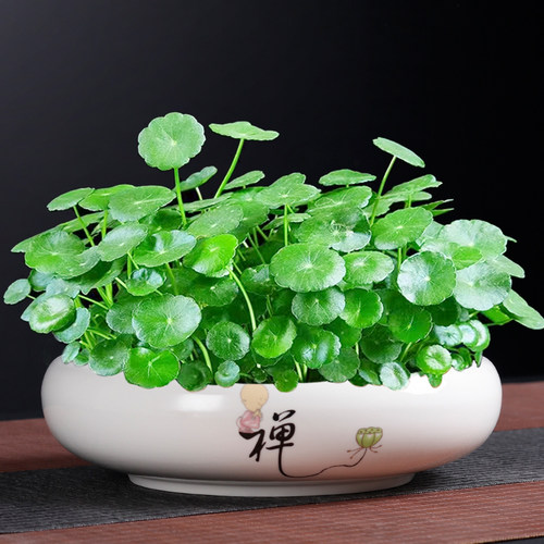 陶瓷无孔简约水仙金钱草水培花盆