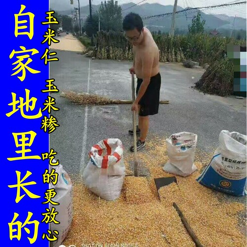 农家自产窝窝头非转基因玉米糁