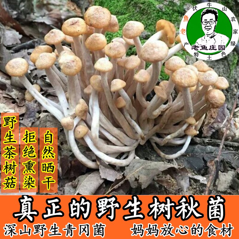 野外生茶树菇青冈今年干货非四川青杠河南西峡礼盒特产250g树秋菌
