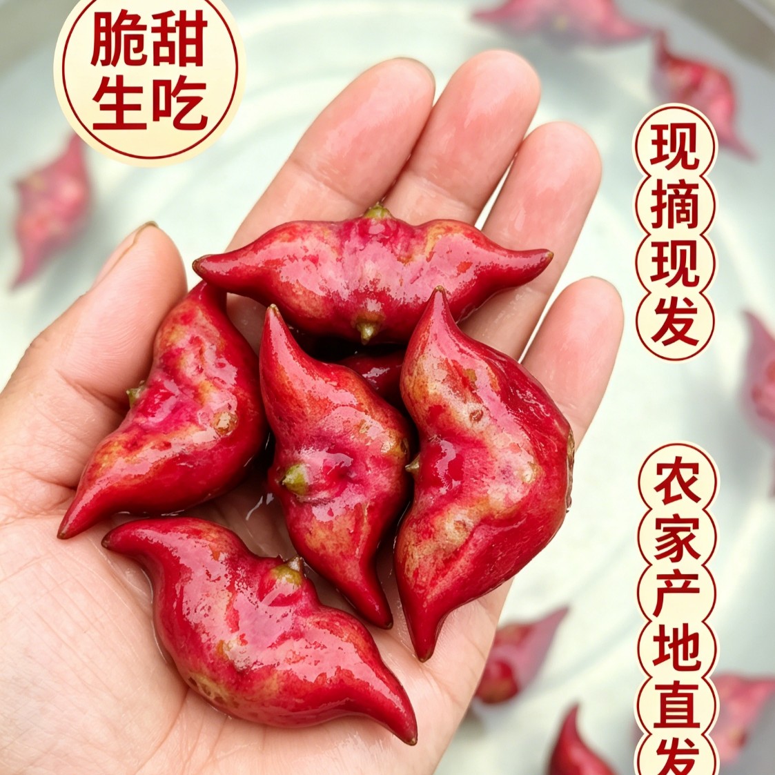 湖北洪湖新鲜菱角红菱角现摘现发菱角