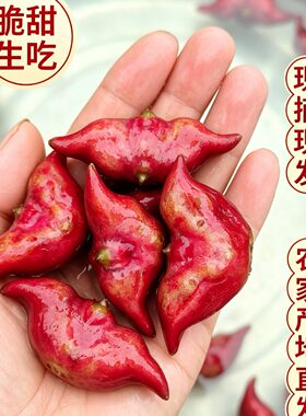 湖北洪湖新鲜菱角红菱角现摘现发农家自种新鲜菱角时令蔬菜老菱角