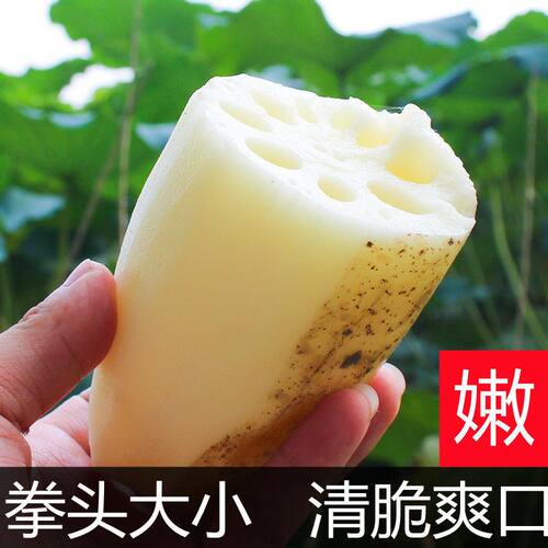 洪湖新鲜莲藕现挖鲜嫩莲藕新花藕水果莲藕脆藕湖北特产脆藕凉拌藕