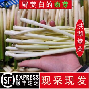 顺丰洪湖新鲜高菜湖北特产高菜心嫩茭白芯蒿菜蒲笋野茭白草芯蔬菜