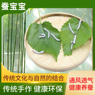 蚕宝宝小学生养蚕套装天然竹编蚕卵活体透气健康饲养全套工具桑叶