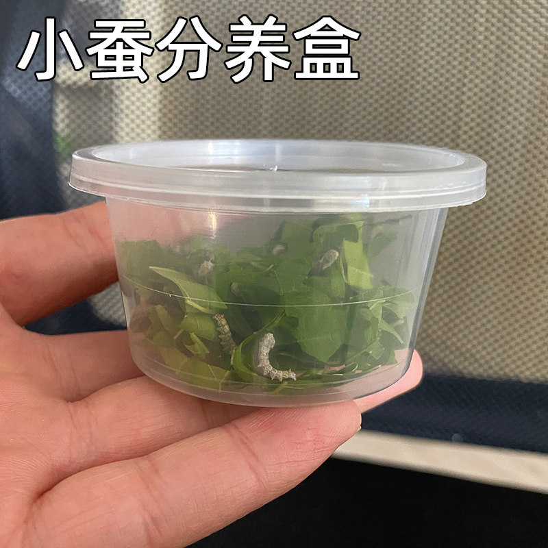 蚕宝宝小蚕养蚕分养盒蚕菇凉
