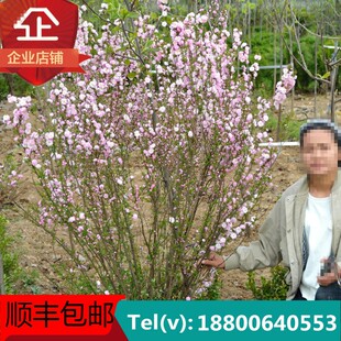 丛生榆叶梅大花榆叶梅重瓣榆叶梅花庭院绿篱苗绿化灌木球