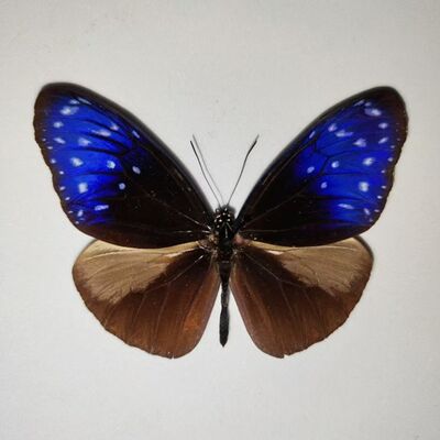 真天然蝴蝶标本diy材料原蝶练手未展翅制作昆虫凤蝶斑蝶闪蝶粉蝶