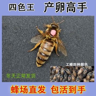 中蜂王 笼蜂群 土蜂群大棚受粉蜂双色红背王 四色王 优质新产王