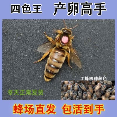 中蜂王 笼蜂群 土蜂群大棚受粉蜂双色红背王 四色王 优质新产王